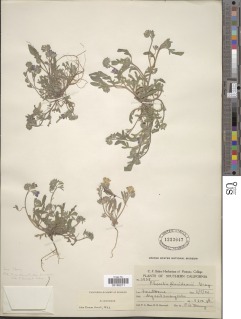 Phacelia davidsonii image