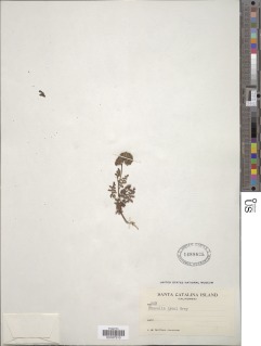 Phacelia lyonii image