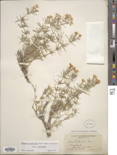 Leptosiphon floribundus image