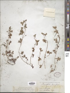 Image of Nemophila aphylla