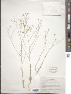 Gilia ochroleuca subsp. exilis image