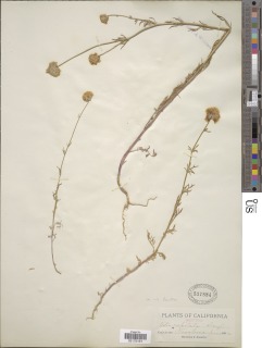 Gilia capitata subsp. tomentosa image
