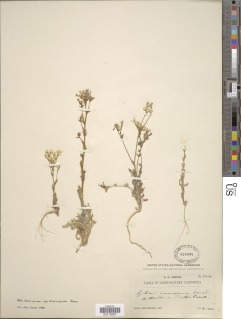 Image of Gilia brecciarum