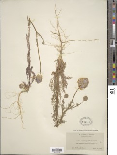Gilia capitata subsp. staminea image