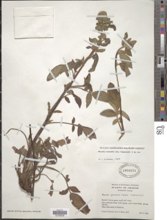 Phacelia nemoralis var. oregonensis image