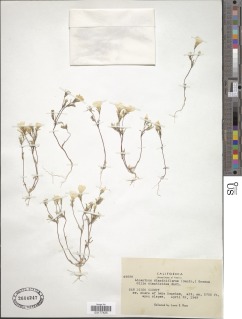 Linanthus dianthiflorus image