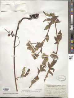 Phacelia nemoralis var. oregonensis image