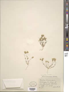 Leptosiphon lemmonii image