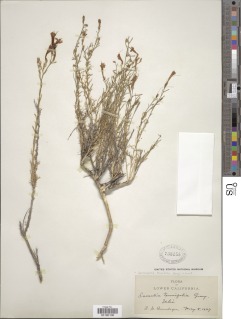Ipomopsis tenuifolia image