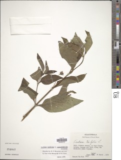 Lantana trifolia image