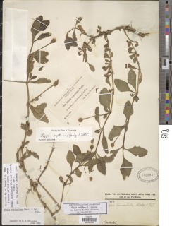 Phyla nodiflora var. reptans image