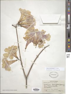 Bignonia neoheterophylla image