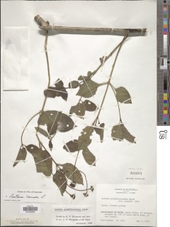 Lantana camara subsp. glandulosissima image