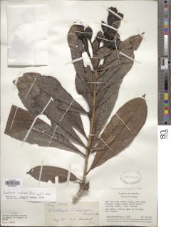 Amphitecna sessilifolia image