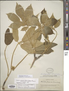 Handroanthus ochraceus subsp. neochrysanthus image