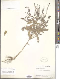 Image of Verbena menthifolia