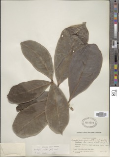 Amphitecna latifolia image