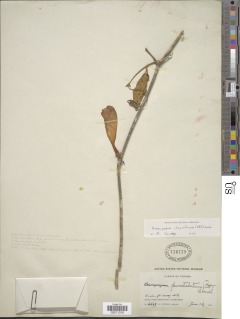 Anemopaegma chrysoleucum image