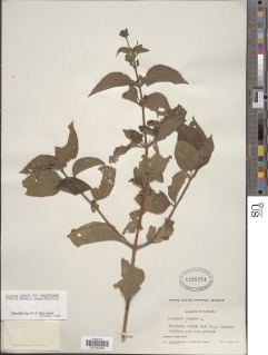 Lantana camara subsp. moritziana image
