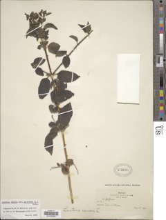 Lantana camara subsp. aculeata image