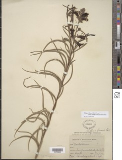 Chilopsis linearis image