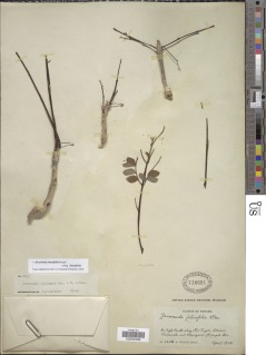 Jacaranda obtusifolia subsp. obtusifolia image