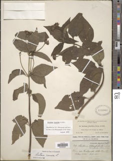 Lantana horrida subsp. horrida image