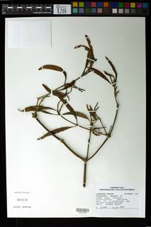 Image of Phoradendron annulatum