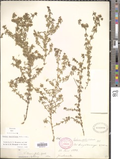 Image of Glandularia teucriifolia