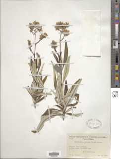 Eriodictyon trichocalyx var. lanatum image