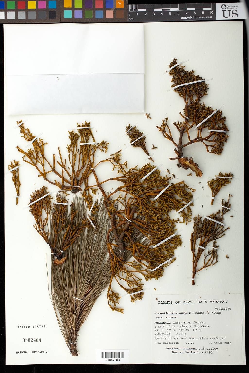 Arceuthobium aureum subsp. aureum image