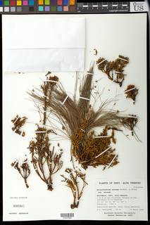 Arceuthobium globosum subsp. aureum image