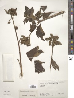 Lippia oxyphyllaria image