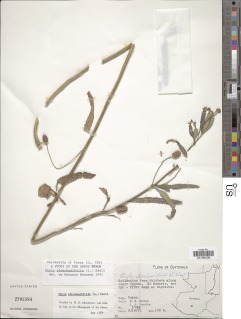 Image of Lippia stoechadifolia
