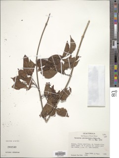 Image of Tynanthus guatemalensis