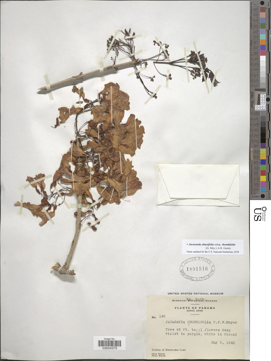 Jacaranda obtusifolia subsp. rhombifolia image