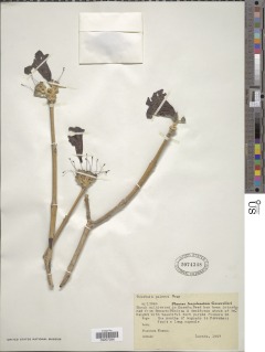 Image of Handroanthus impetiginosum