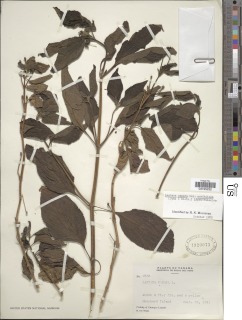 Lantana camara subsp. moritziana image