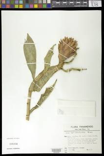 Costus curvibracteatus image