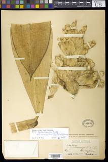 Costus guanaiensis var. macrostrobilis image