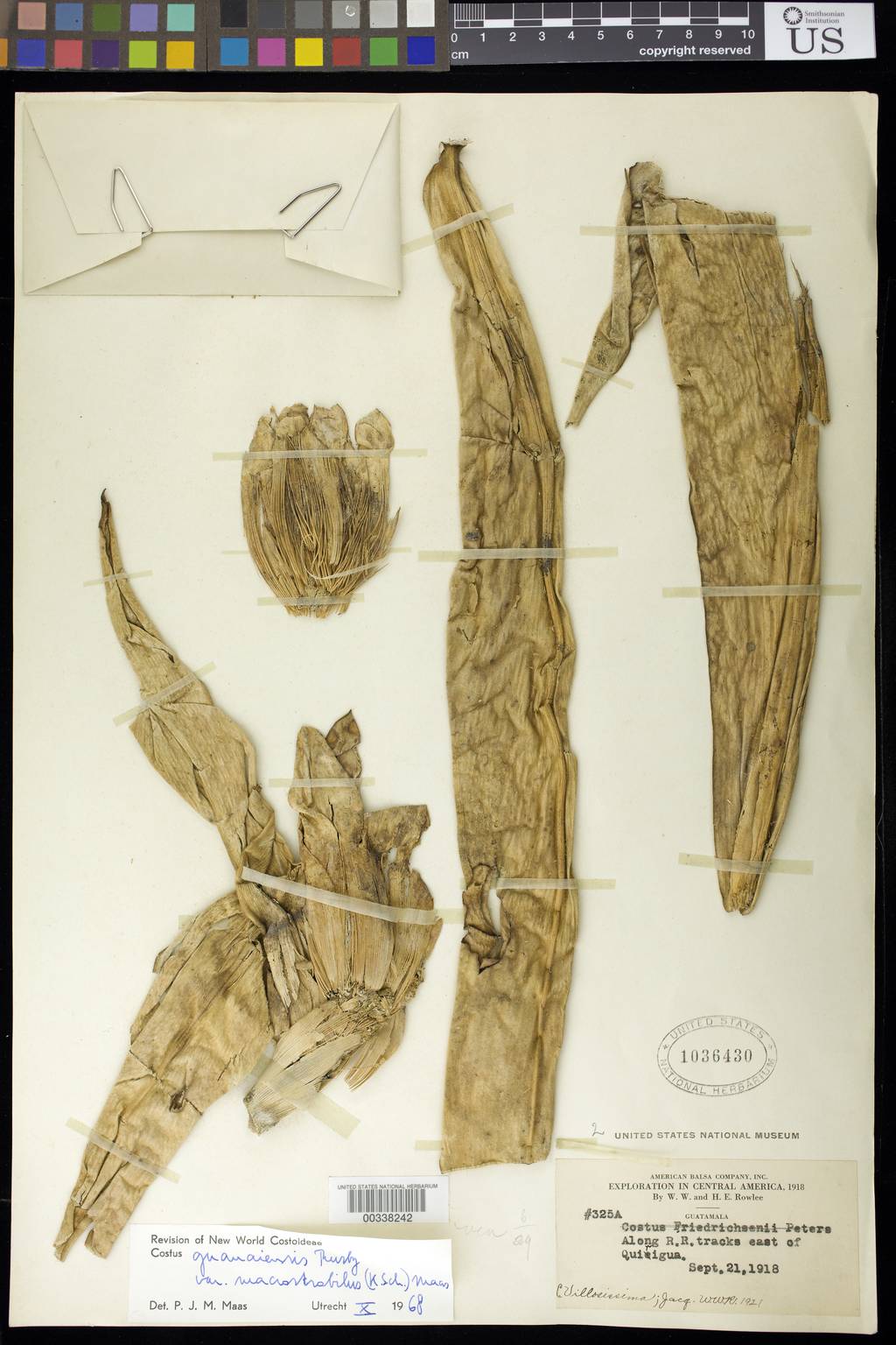 Costus guanaiensis var. macrostrobilis image