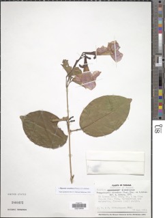 Bignonia corymbosa image