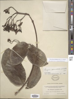 Image of Paragonia pyramidata