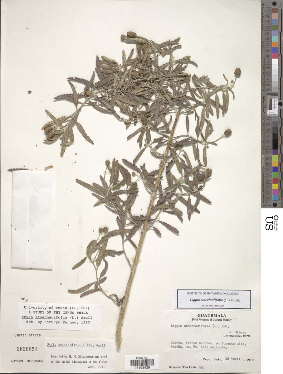 Lippia stoechadifolia image