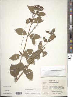 Lantana horrida subsp. horrida image