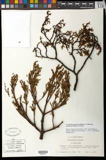 Arceuthobium globosum subsp. grandicaule image