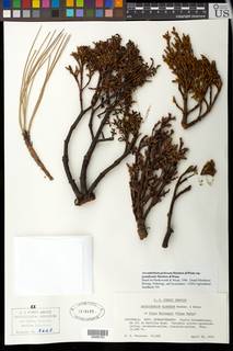 Arceuthobium globosum subsp. grandicaule image