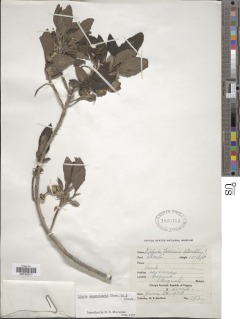 Lippia oxyphyllaria image