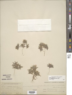 Nama aretioides var. multiflora image