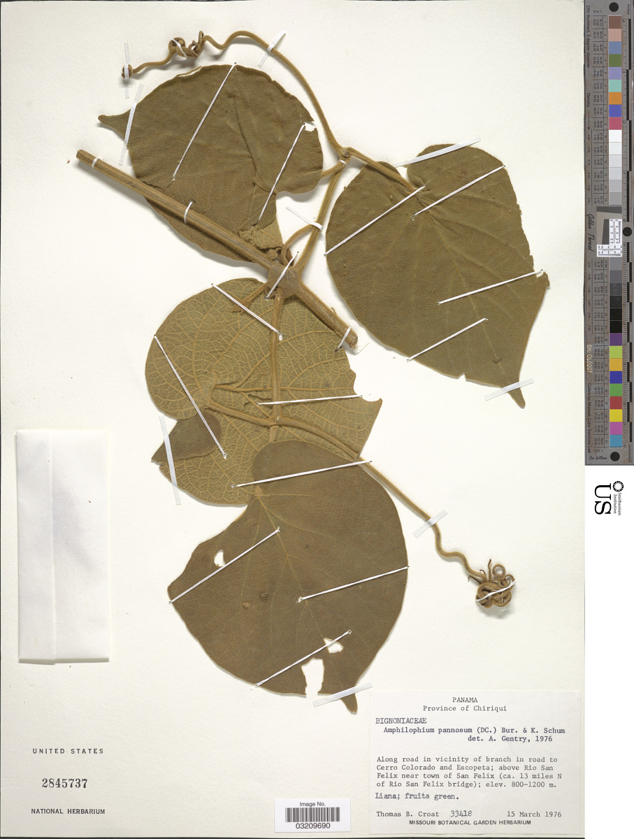 Amphilophium pannosum image